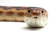 Pine Snake in studio on white background ; Species from Baja California