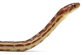 Cape Gopher Snake in studio on white background ; Species from Mexico