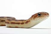 Cape Gopher Snake in studio on white background ; Species from Mexico
