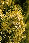 Cypress leaves and fruits of gold in Mayenne France