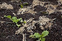 Common rue leaves and Feramol anti-slugs in a garden