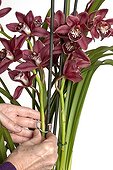 Staking Cymbidium