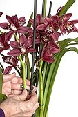 Staking Cymbidium