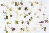 Mustard seeds germinated on moistened cotton