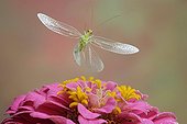 Green Lacewing (Chrysoperla carnea), insect, Saxony-Anhalt, Germany