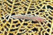 Green Bristle Worm on Venus Sea Fan Martinique
