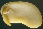 Bean germination
