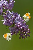 Orange tips foraging on lilac flowers Ardeche France
