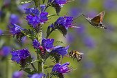 Olive Bee Hawk and Bumblebee from blueweed France