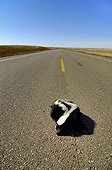 Striped skunk hit by a vehicle Alberta Canada 