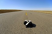 Striped skunk hit by a vehicle Alberta Canada 