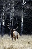 Bull elk near the forest Minnewanka Banff NP Canada