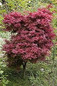 Japanese maple 'Shaina' in a garden