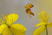 Orange Ladybird or Orange Ladybug (Halyzia sedecimguttata), in flight