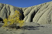 Sarcobatus dans les Badlands PP Dinosaur  Alberta Canada