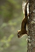 Red squirrel down along a trunk Kootenay Canada