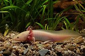 Albino Axolotl Tropical freshwater aquarium 