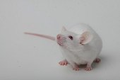 White House Mouse on white background