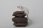 White House Mouse on rock on white background