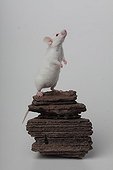 White House Mouse on rock on white background