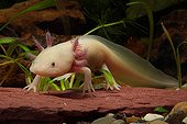 Leucistic Axolotl Tropical freshwater aquarium 