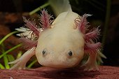Portrait of leucistic Axolotl Tropical freshwater aquarium 