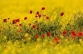 Poppies in rape field Dobruja Romania