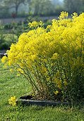 Dryer's woad in bloom in a garden