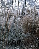 Uruguayan pampas grass and miscanthus in a garden in winter ; Landscapers : Arnaud Maurières & Eric Ossart