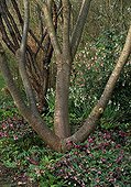 Trunk of Japanese zelkova in a garden
