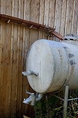 Rain water butt on a wooden garden shed