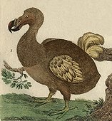 Illustration of Dodo ; Flightless endemic of Mauritius off the seventeenth century 