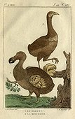 Illustration of Dodo and Rodrigues Solitaire ; Dodo: Endemic to Mauritius flightless extinct in the seventeenth century<br>Solitaire: species endemic flightless extinct Rodrigues Island in 1700 