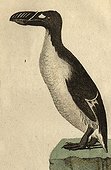 Illustration of Great Auk ; Wingless species observed for the last time in the wild in 1844 (a couple was killed that year off Iceland)