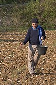 Pierre Rabhi sowing a flowery meadow home France ; Pierre Rabhi is a farmer, philosopher, writer and thinker French of Algerian origin, who invented the concept of "Oasis in all places." 