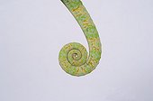 Tail of Veiled Chameleon Yemen on white background