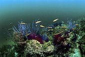 Purple Ellisella Coral (Ellisella sp ; Purple Ellisella Coral (Ellisella sp.) and Gold Barr Fusilers (Pterocaesio chrysozona) in an underwater scene, Oman, Arabian Peninsula, Indian Ocean, Asia