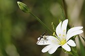Spider-crab on the lookout stitchwort France