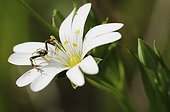 Spider-crab on the lookout stitchwort France