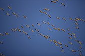 Sandhill Cranes flying overwintering in southern Arizona