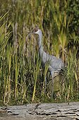 Sandhill crane on bank Vancouver Canada