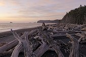 Deadwood stranded Rialto Beach Olympic NP Washington USA