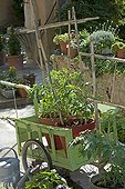 Vegetable garden in pots in spring PACA France 