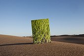 Photographie d'herbre posée dans le sable du désert Maroc