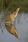 Bittern and its reflection Navarra Spain
