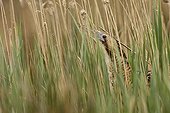 Great bittern camouflaged amongst reeds, Navarra, Spain