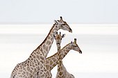 Giraffes at waterhole Etosha NP Namibia