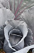 Red cabbage in a kitchen garden