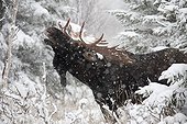 Eurasian Elk sniffing the scent of a female Gaspesie park ; The male sniffs to see if the female is ready. 