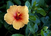 Hibiscus in bloom in a garden